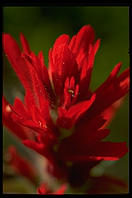 A red flower in Banff National Park, Alberta, Canada