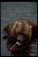 When salmon are plentiful, bears prefer to eat only the high-fat skin.  Katmai National Park, Alaska.
