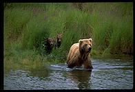 Sow and cubs.  Katmai National Park, Alaska.