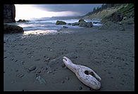 Ruby Beach. Olympic National Park (Washington State)