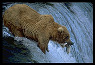 Brooks Falls, Katmai National Park (Alaska)