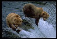 Brooks Falls, Katmai National Park (Alaska)