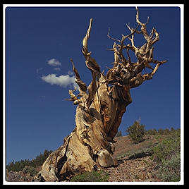 Ancient Bristlecone Pine Forest.  California's White Mountains.