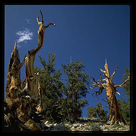 Ancient Bristlecone Pine Forest.  California's White Mountains.