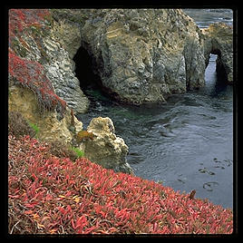 Point Lobos. California.