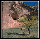 A tree in Canyon de Chelly