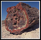 A tree in Petrified Forest (north-central Arizona).