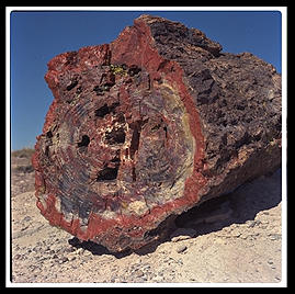 A tree in Petrified Forest (north-central Arizona).