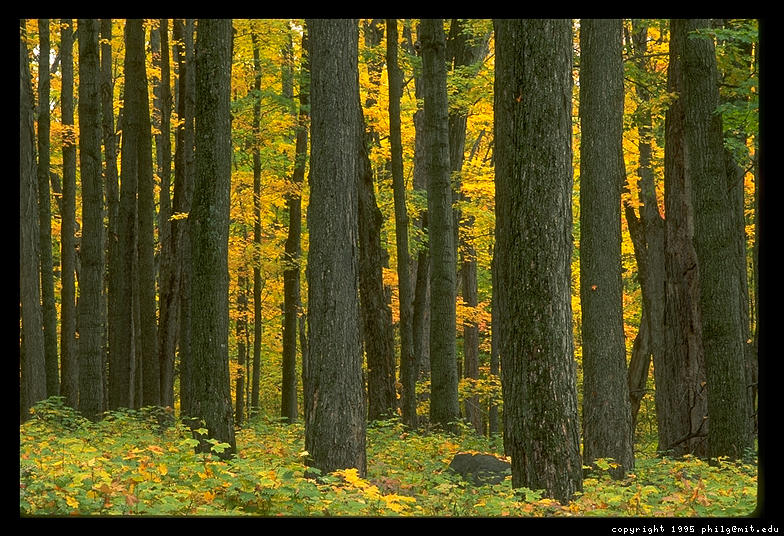 vermont maple tree types