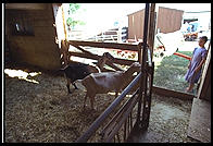 Amish goats.  Pennsylvania 1995.