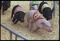 Pig racing at the New Jersey State Fair 1995.  Flemington, New Jersey.