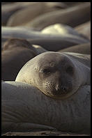 Elephant Seal Colony.  Just north of the Hearst Castle.  San Simeon, California.