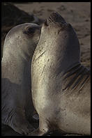 Elephant Seal Colony.  Just north of the Hearst Castle.  San Simeon, California.