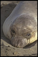 Elephant Seal Colony.  Just north of the Hearst Castle.  San Simeon, California.