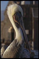 Pelican. Santa Barbara, California.