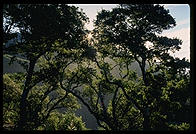 Trees at sunrise.  Big Sur, California.