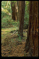 Muir Woods.  California.