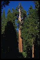 Sequoia.  Sequoia/Kings region, California.