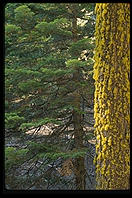 Moss.  King's Canyon National Park, California.