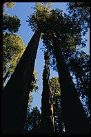 Redwoods.  King's Canyon National Park, California.