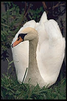 Swans on the River Boyne. North of Dublin, Ireland.