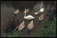 Swans on the River Boyne.  North of Dublin, Ireland.