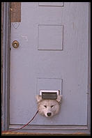 Alex stuck in Barrie's cat door.  Seattle, Washington.