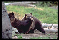 Zoo bears.  Seattle, Washington