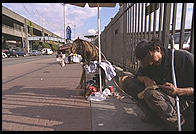 Dog begging (with a Starbucks cup) for his master.  Seattle, Washington