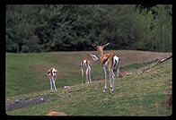 Gazelles.  Seattle, Washington