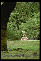 Giraffe framed by tree.  Seattle, Washington