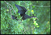 Anhinga. Corkscrew Swamp Sanctuary.  SW Florida
