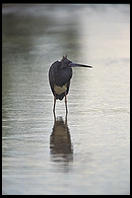 Heron. Ding Darling Wildlife Refuge, Sanibel Island, Florida
