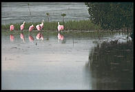 Roseate Spoonbills, Ding Darling Wildlife Refuge, Sanibel Island, Florida