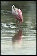 Roseate Spoonbill, Ding Darling Wildlife Refuge, Sanibel Island, Florida