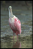 Roseate Spoonbill, Ding Darling Wildlife Refuge, Sanibel Island, Florida