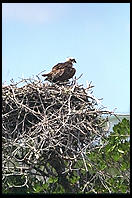 Osprey Nest.  Everglades National Park.