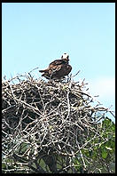 Osprey Nest.  Everglades National Park.