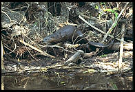 Otters.  Florida