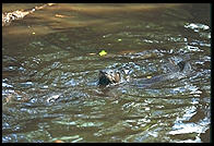 Otters.  Florida