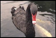 Black Swan.  Garden. National Palace Museum.  Taipei, Taiwan