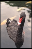 Black Swan.  Garden. National Palace Museum.  Taipei, Taiwan