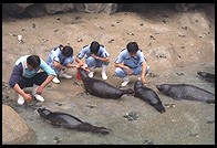 Medicating Seals.  Ocean Park.  Hong Kong