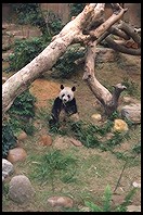 Giant Panda.  Ocean Park.  Hong Kong