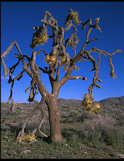 Joshua Tree.  Joshua Tree National Park.