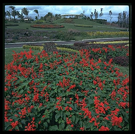 Nani Mau Gardens.  Hilo, Big Island.  Hawaii.