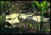 Roseate Spoonbill. Corkscrew Swamp Sanctuary.  SW Florida