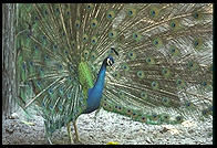 Peacock.  Everglades Wonder Gardens.  SW Florida