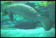 Snooty and Moe (manatees).  Parker Manatee Aquarium.  Bradenton, Florida.