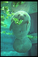 Snooty and Moe (manatees).  Parker Manatee Aquarium.  Bradenton, Florida.